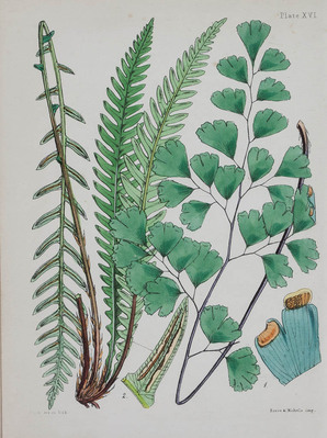 10897
<br/>
A popular history of the british ferns and the allied plants, comprising the club-mosses, pepperworts, and horsetails.
<br/>
<em></em>
